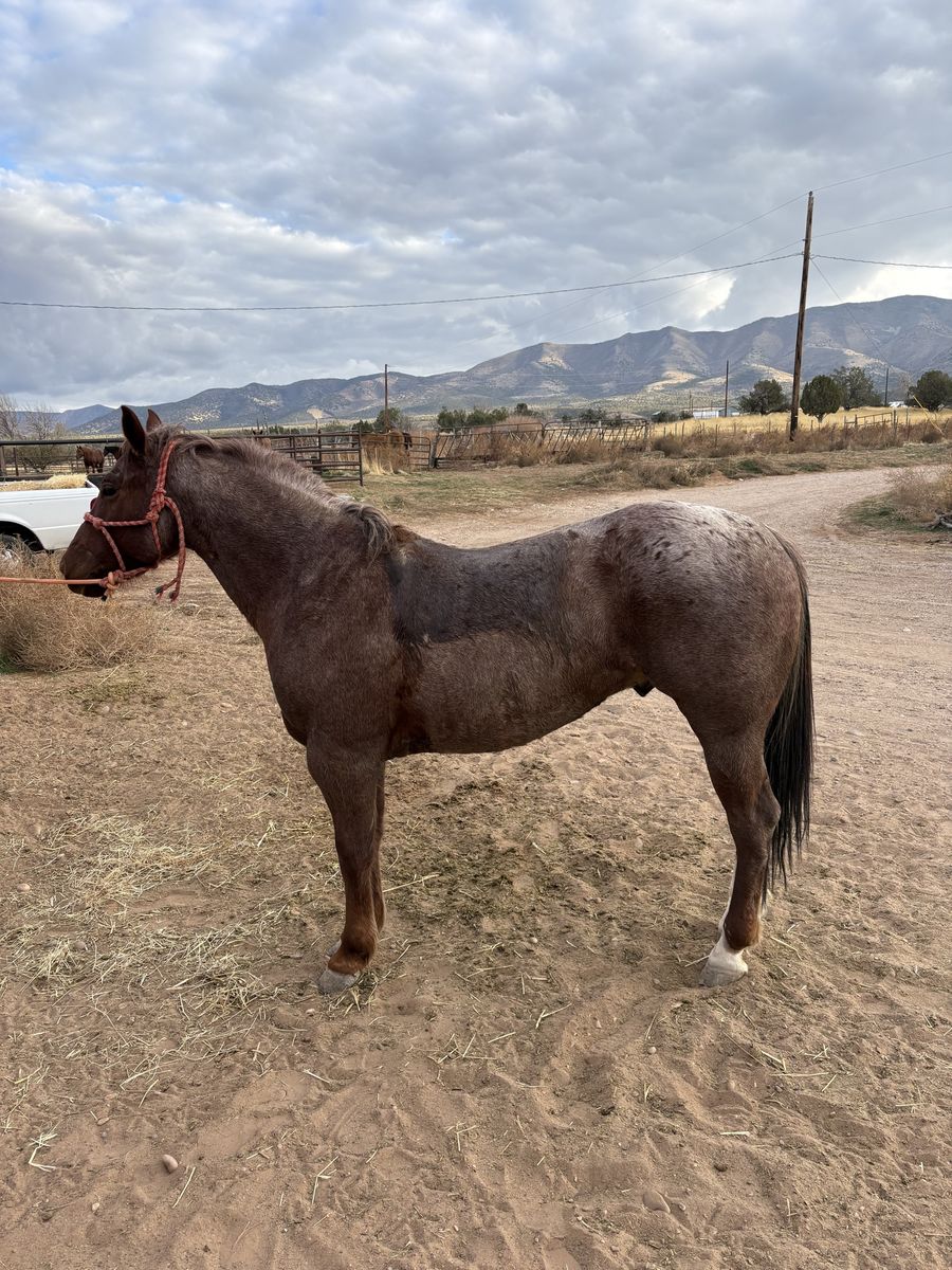 6 year old gelding