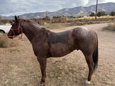 6 year old gelding