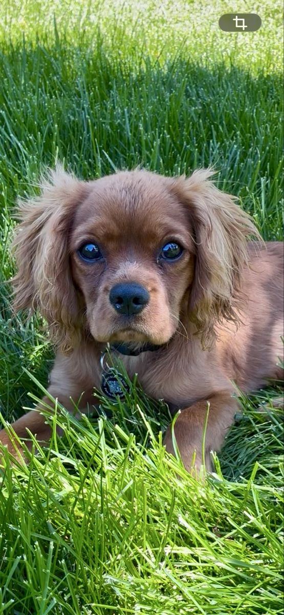 Cavalier King Charles Spaniel Puppy - Adorable & Playful Companion