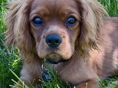 Cavalier King Charles Spaniel Puppy - Adorable & Playful Companion