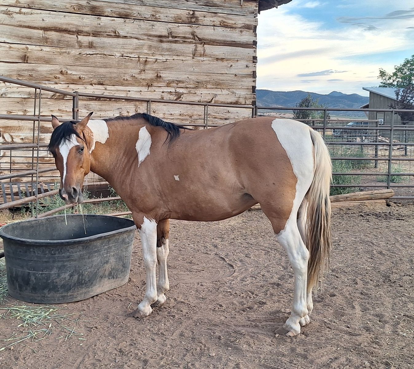 Beautiful Paint Mustang Mare