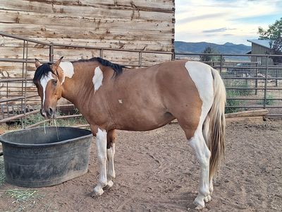 Beautiful Paint Mustang Mare