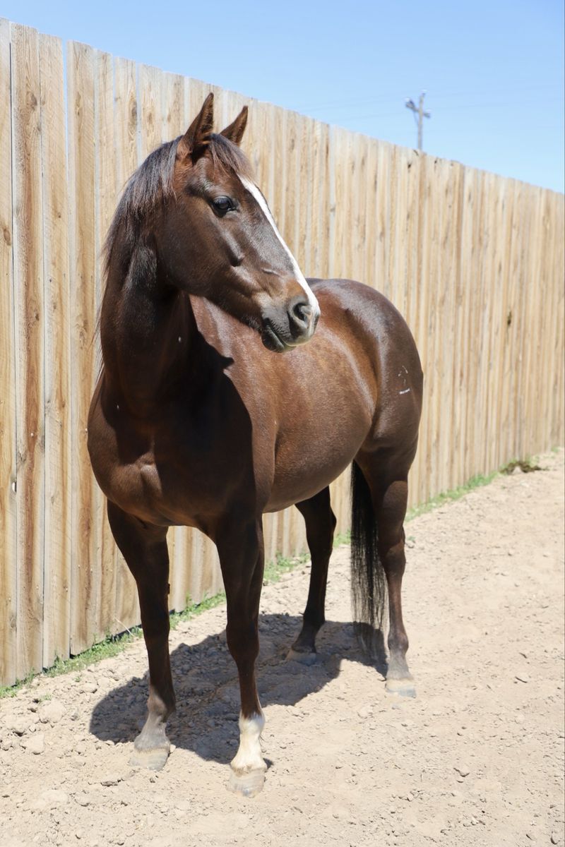 10 Year Old AQHA Mare