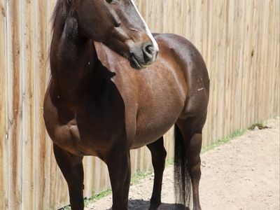 10 Year Old AQHA Mare