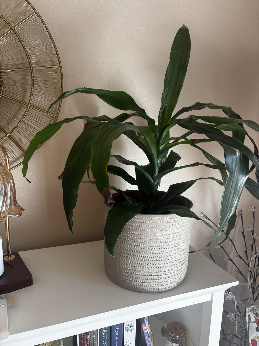 Dracaena 'Janet Craig' Plant in Textured White Pot - Healthy, Low Maintenance Houseplant
