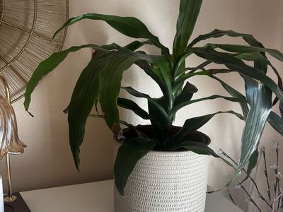 Dracaena 'Janet Craig' Plant in Textured White Pot - Healthy, Low Maintenance Houseplant