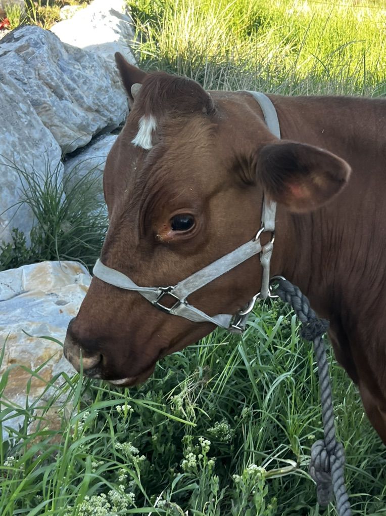 Dairy Cow