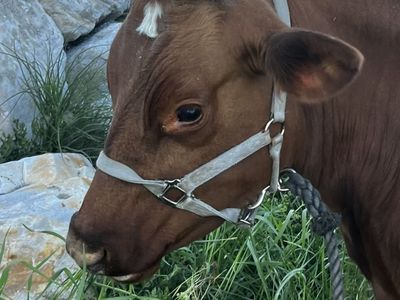 Dairy Cow