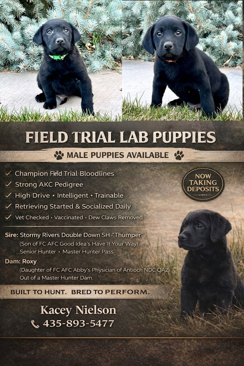 Field Trial Bred Black Lab AKC Puppies
