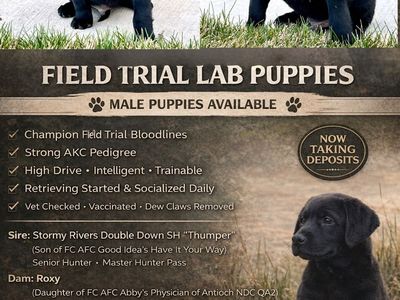 Field Trial Bred Black Lab AKC Puppies
