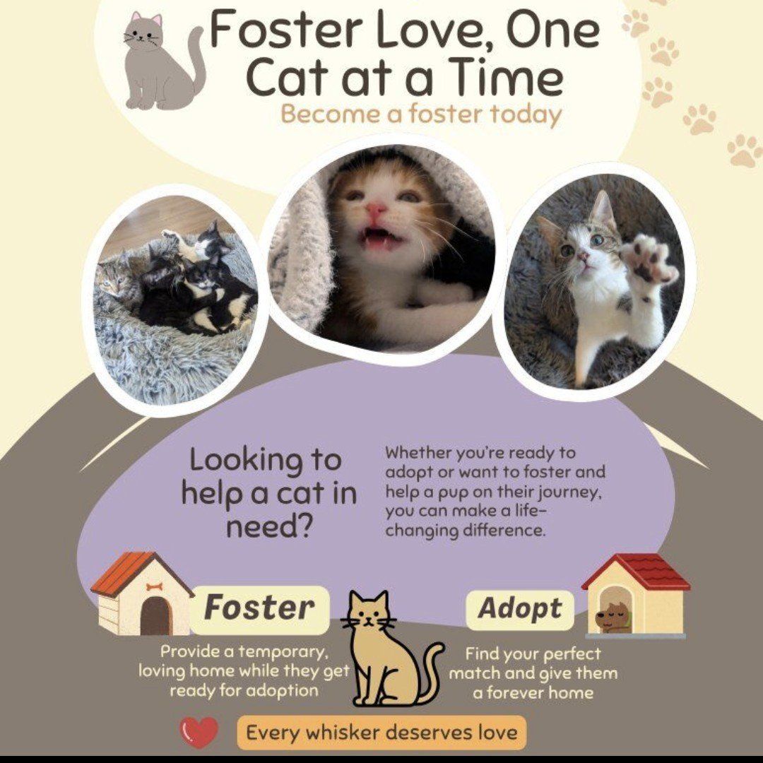 Foster a cat!