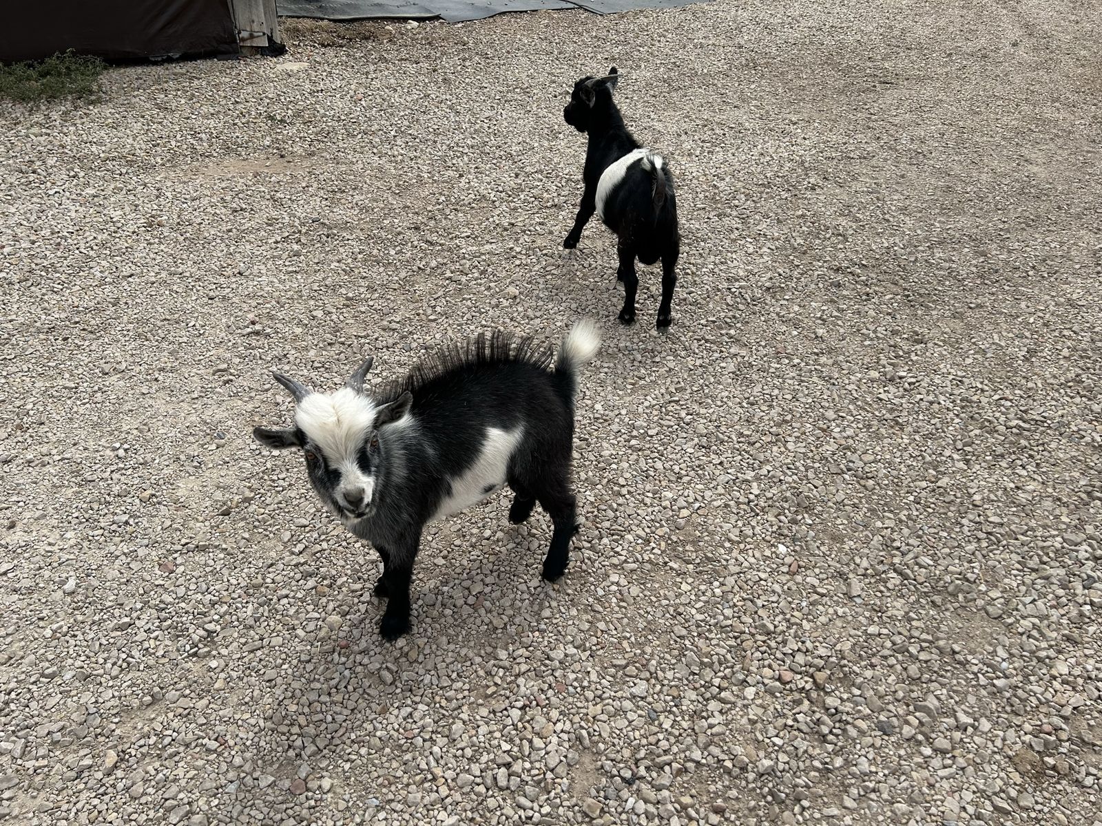 NIGERIAN DWARF FAINTING BUCKS