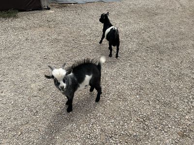 NIGERIAN DWARF FAINTING BUCKS