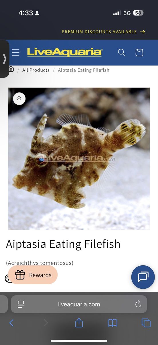 Aiptasia Eating Filefish (Acreichthys tomentosus)