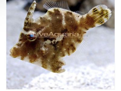 Aiptasia Eating Filefish (Acreichthys tomentosus)