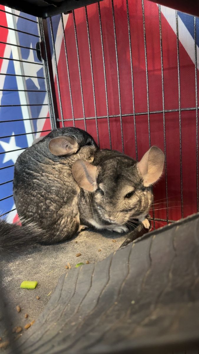 Chinchillas