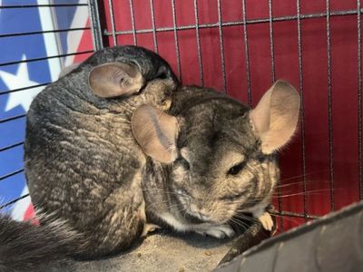 Chinchillas