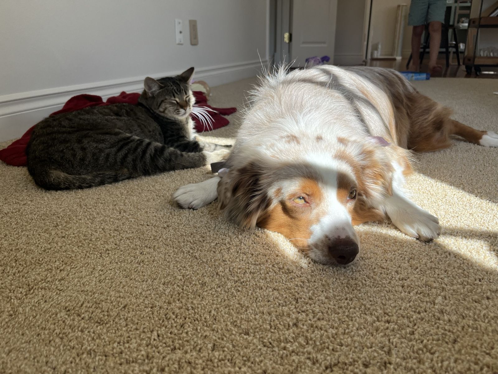 Australian Shepherd