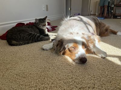 Australian Shepherd