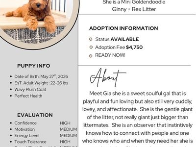 Mini/Petite Female Goldendoodle