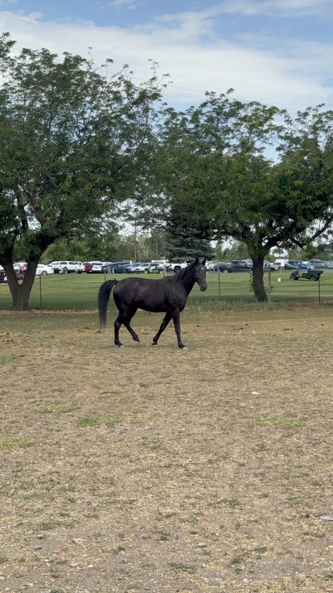 7 Year Old Tennesse Walker