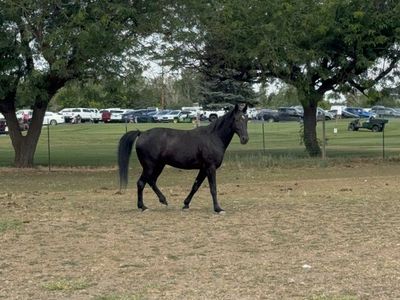 7 Year Old Tennesse Walker