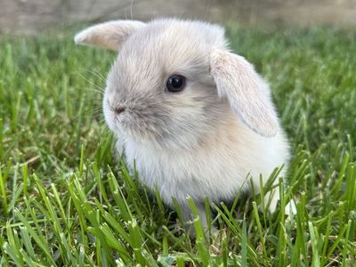 Pedigreed Holland Lop Bunny- Buck