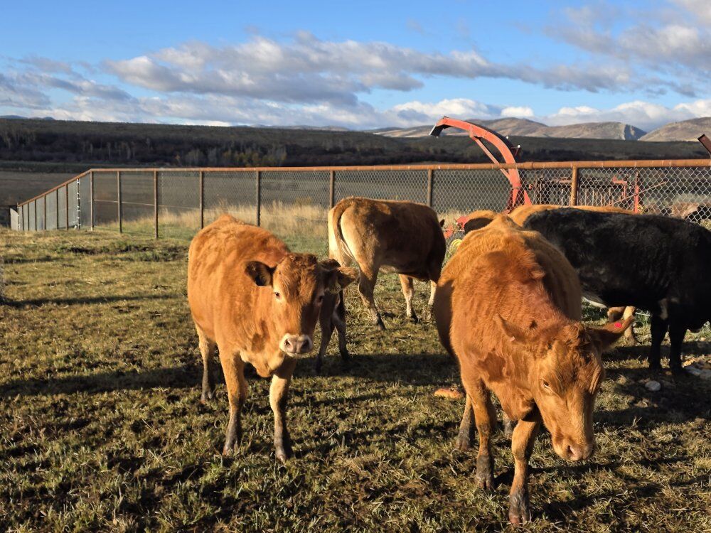Bred Akaushi Beef heifers for sale (Wagyu)