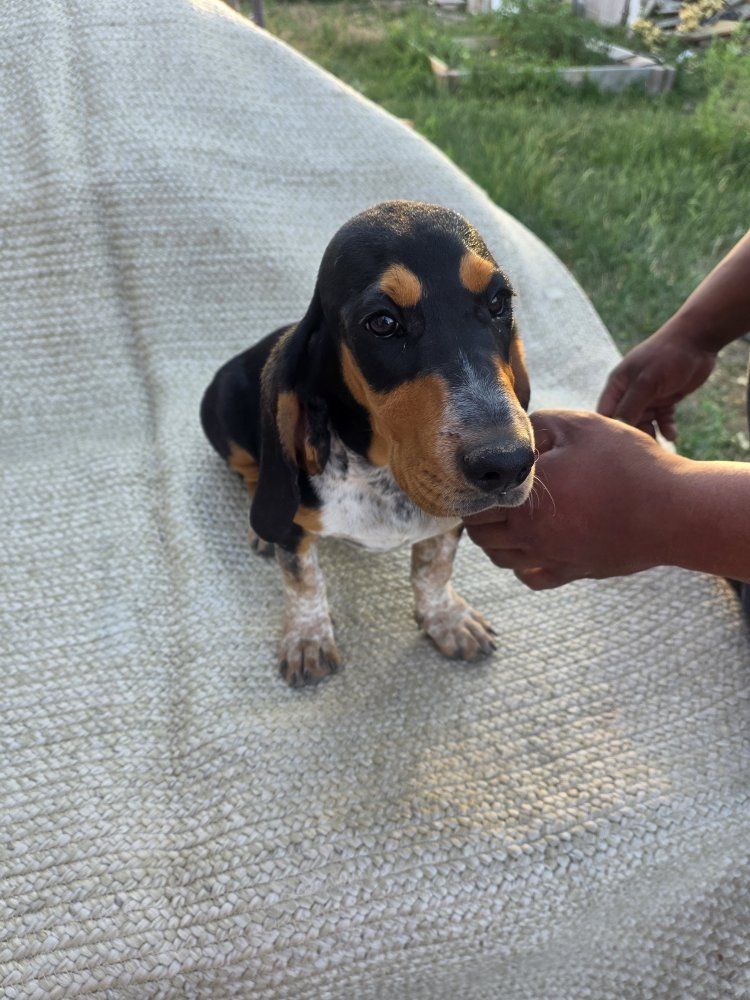 Adorable Basset Hound Puppy - Tri-Color, Male/Female