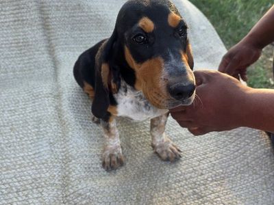 Adorable Basset Hound Puppy - Tri-Color, Male/Female