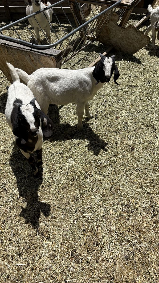 Boer Goats