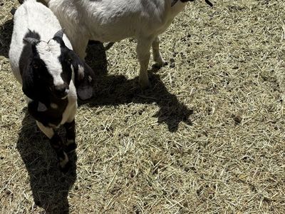 Boer Goats