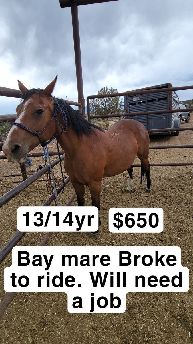 Bay mare