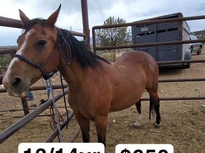 Bay mare