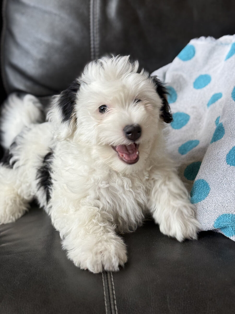 Havapoo puppies for sale