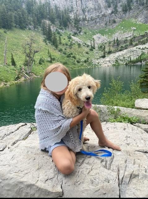 Female Mini Goldendoodle Mini Golden Doodle