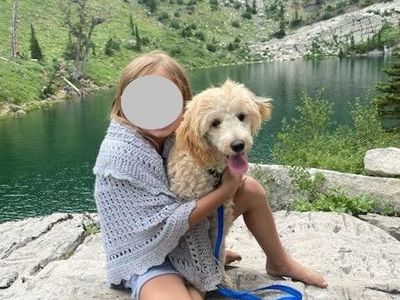 Female Mini Goldendoodle Mini Golden Doodle
