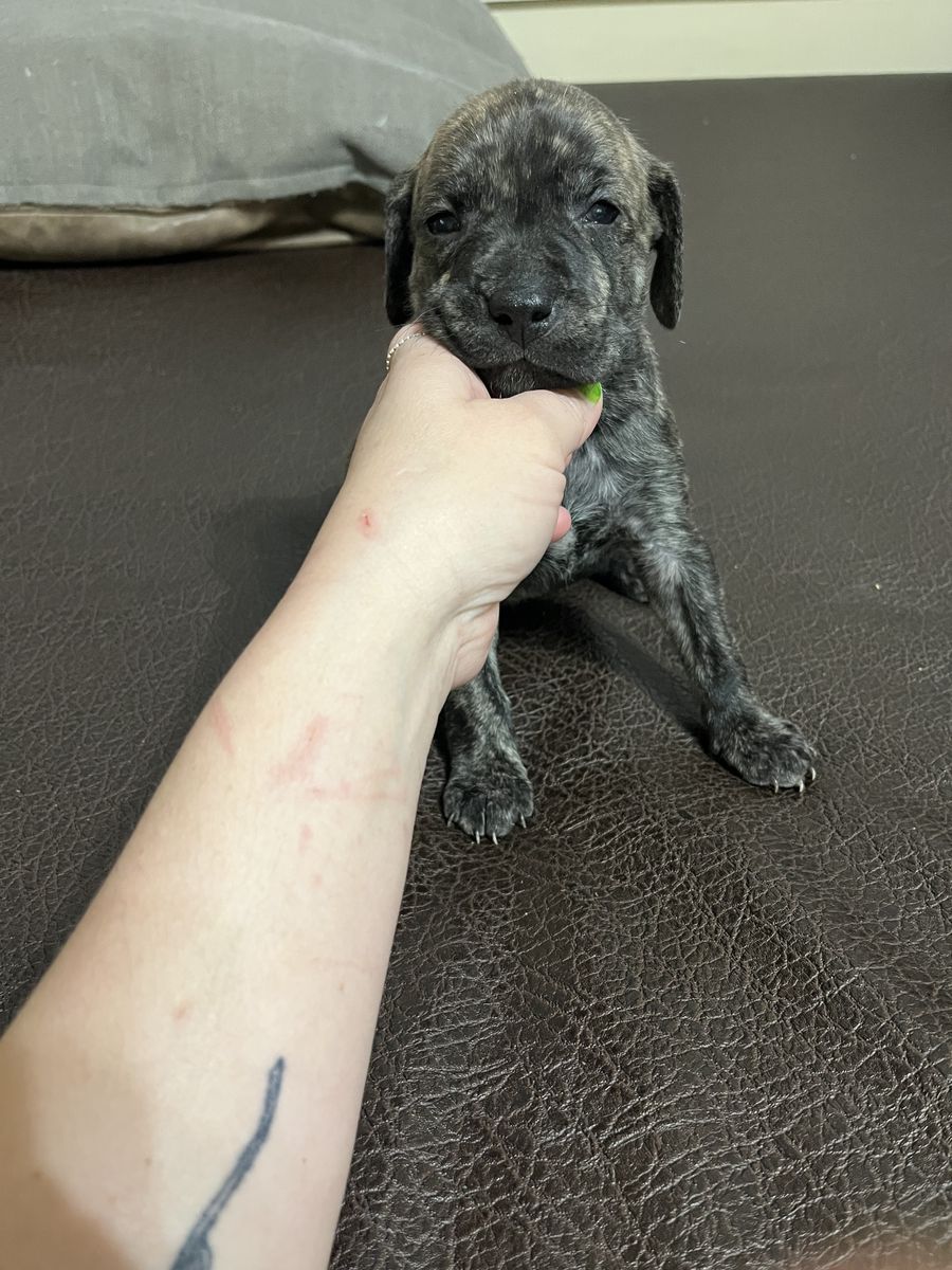 UPDATED PICS-Vizsla, Weimaraner, Pitbull Puppies!!