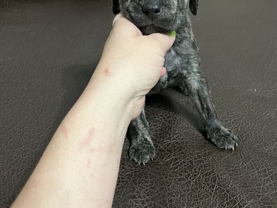 UPDATED PICS-Vizsla, Weimaraner, Pitbull Puppies!!