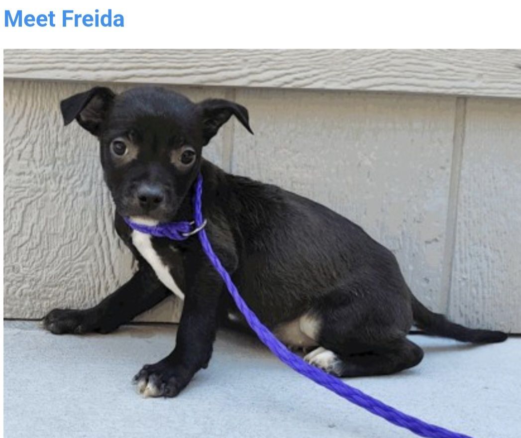 Freida, 10 week old mixed breed puppy