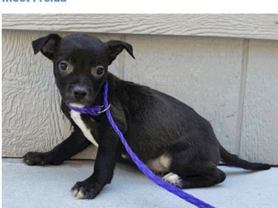Freida, 10 week old mixed breed puppy