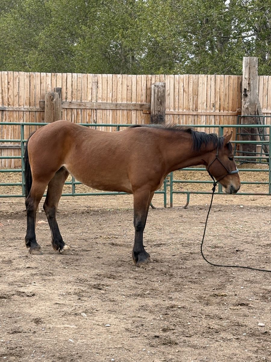 3 yo half draft mare