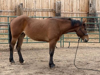 3 yo half draft mare