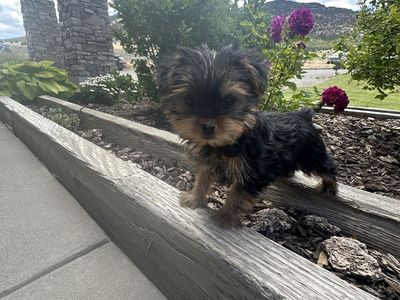Yorkie female