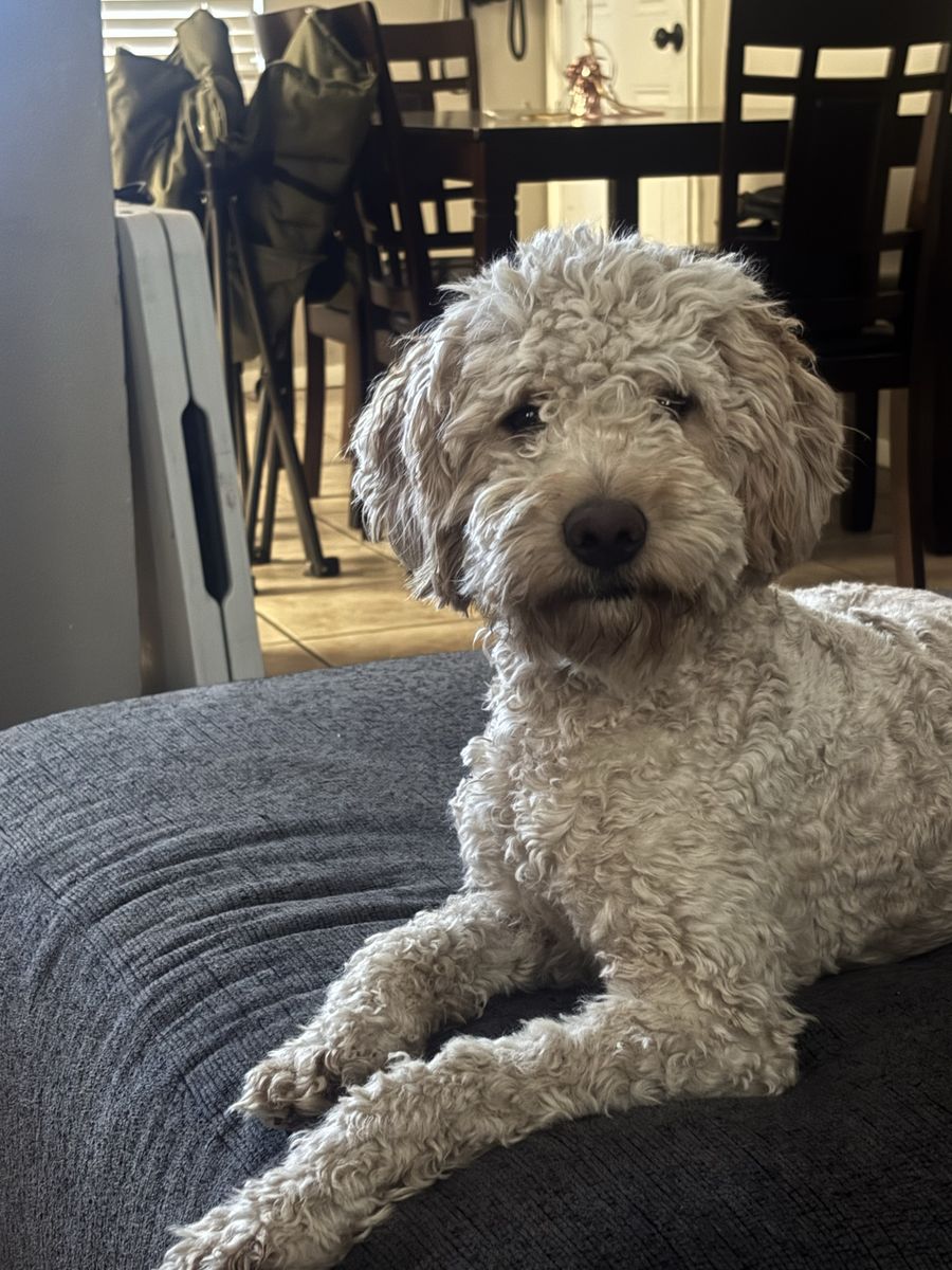 Rehoming 2 year old mini sheepadoodle