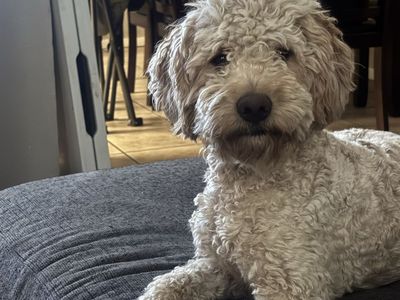 Rehoming 2 year old mini sheepadoodle