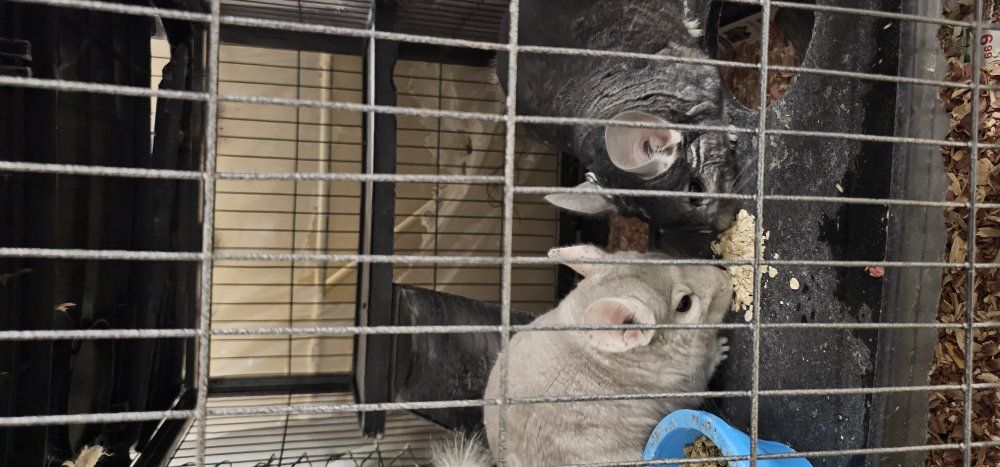 2 bonded female chinchilla + cage