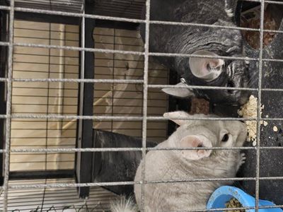2 bonded female chinchilla + cage