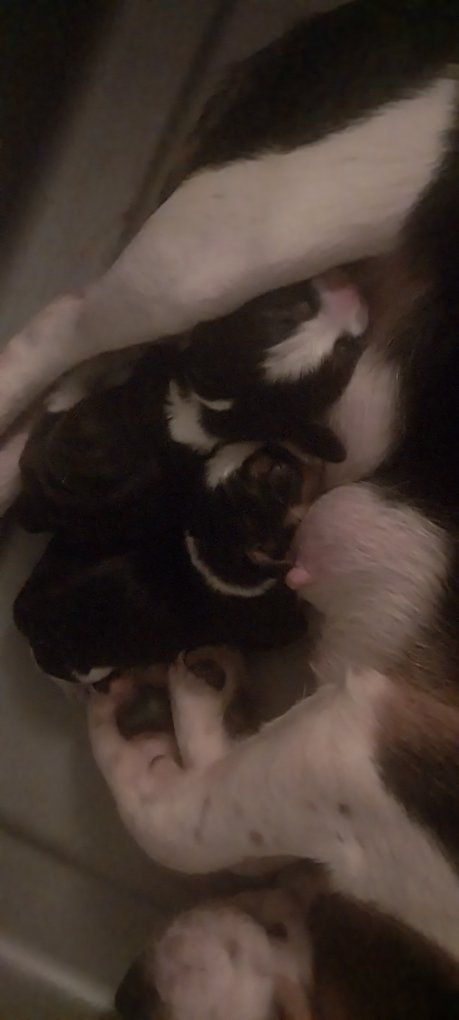 Beagle pups Akc champion lines