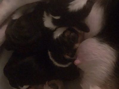 Beagle pups Akc champion lines